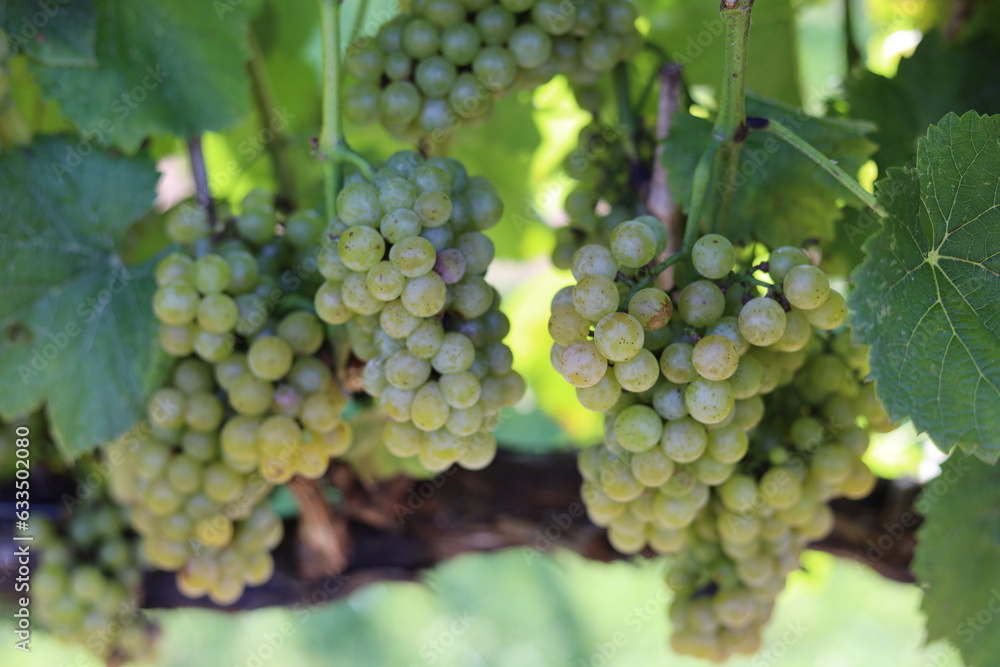 bunch of grapes on vine bunch of grapes on vine