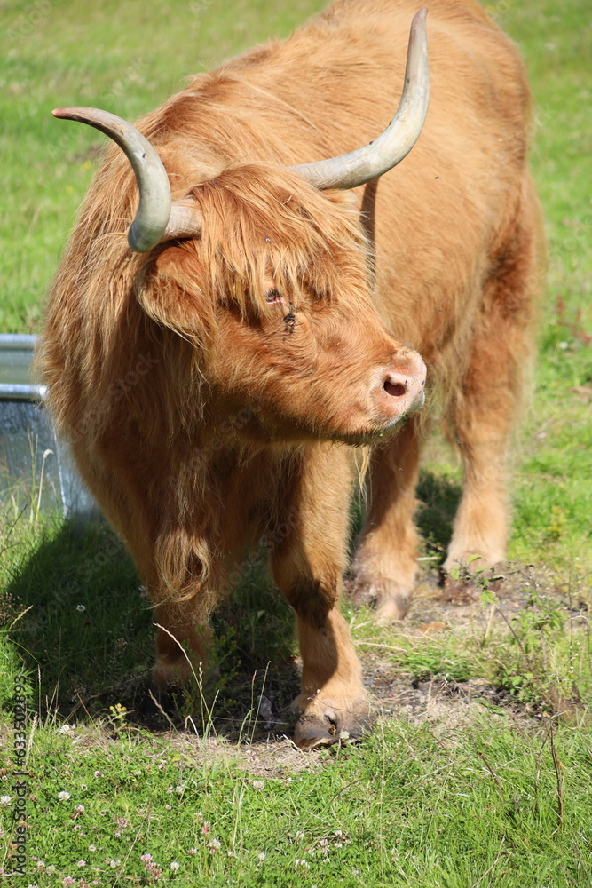 scottish highland cow scottish highland cow