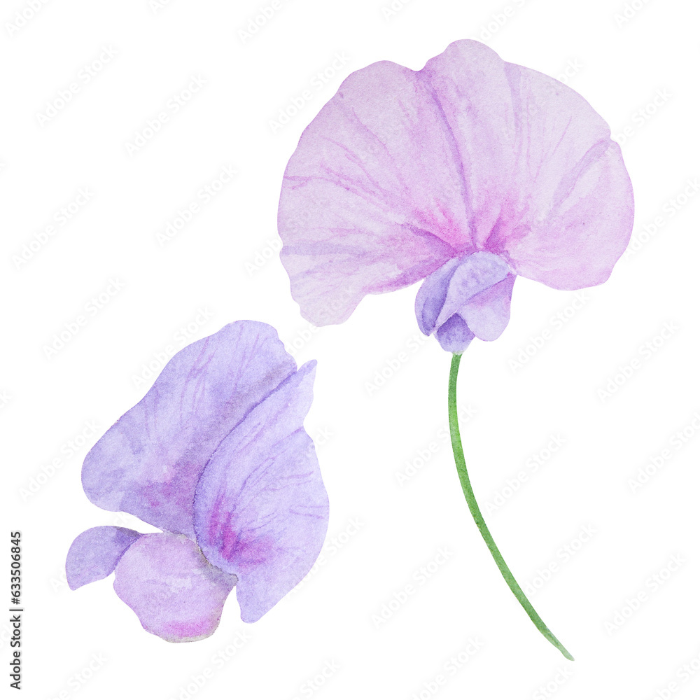 Obraz premium Lilac Lathyrus watercolor illustration. Hand drawn botanical painting, floral sketch. Colorful flower clipart for summer or autumn design of wedding invitation, prints, greetings, sublimation, textile