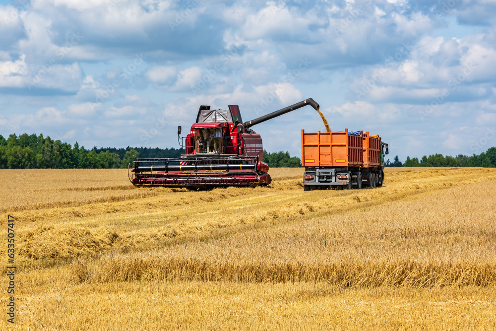 Fototapeta premium modern heavy harvesters remove the ripe wheat bread in field. Seasonal agricultural work