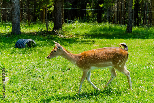 Fototapeta Naklejka Na Ścianę i Meble -  Cute deer posing in nature, wildlife