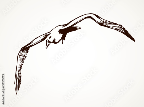 Seagull in flight. Vector drawing