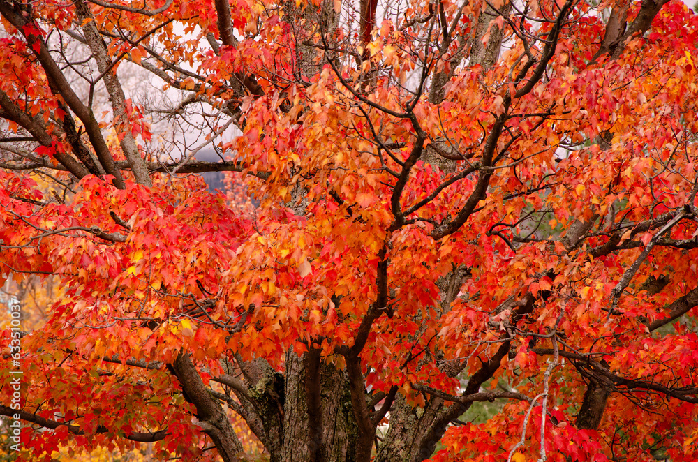 Red orange maple tree leaves Autumn Fall forest background Red orange maple tree leaves Autumn Fall forest background