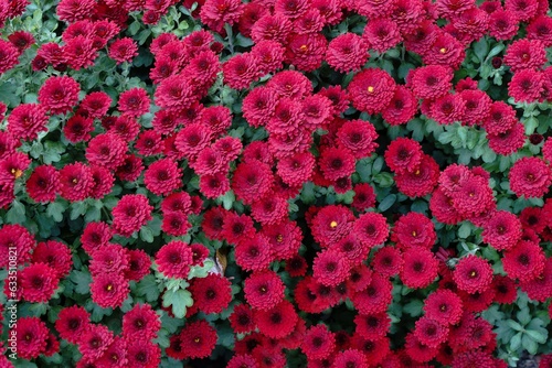 Rotblühendes Chrysanthemenbeet im Oktober