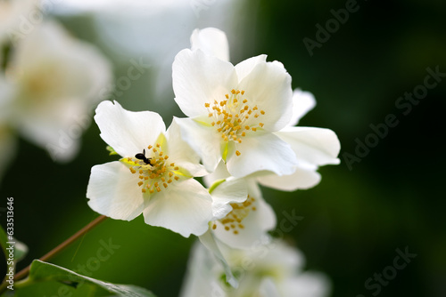 Fototapeta Naklejka Na Ścianę i Meble -  spring flowers - white flower jasmine.