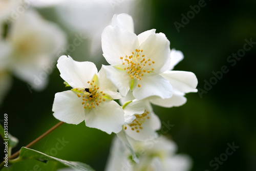 spring flowers - white flower jasmine. © Ordasi  Tatyjana