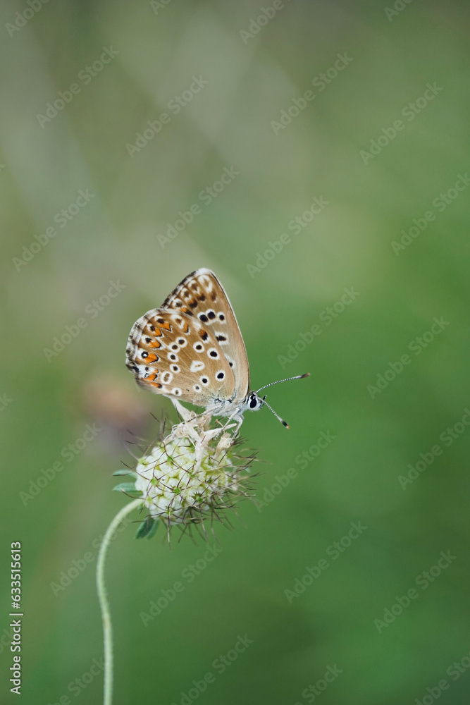 Fototapeta premium Brown butterfly on a plant in a dry meadow (Lysandra). 