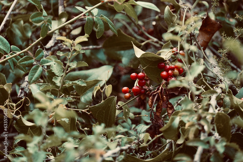 Tree in the middle of the forest with red fruits. photo