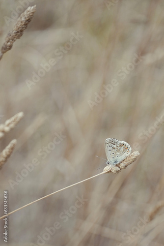 Blue butterfly on a plant in a dry meadow (Polyommatus). 