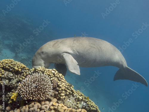 Dugong (Dugong dugon or sea cow) feeding on coral reef