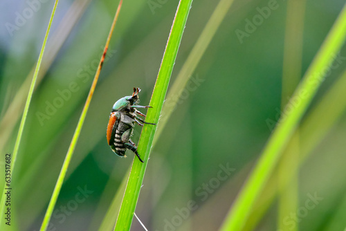 Japanese beetle climbs up a blade of maiden grass
