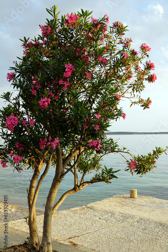 Oleander tree growing near the sea on the sea promenade