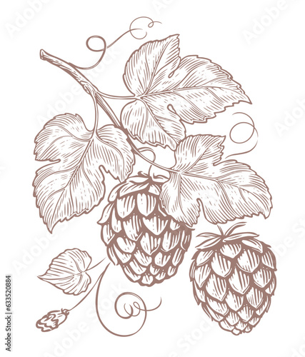 Branch with ripe hop cones and leaves. Food ingredient. Plant sketch vintage vector illustration