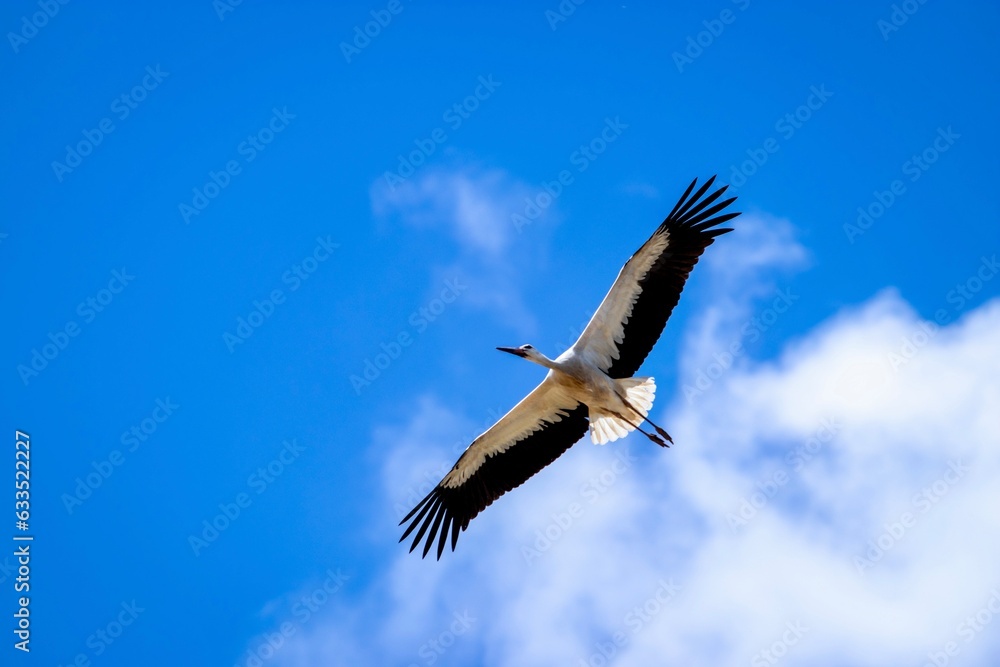Fototapeta premium Stork in flight