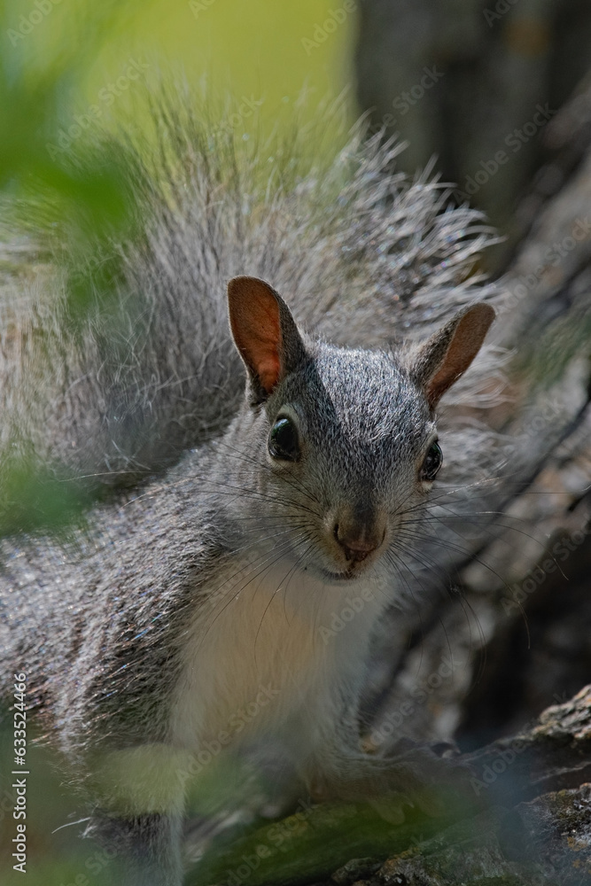 Western Grey Squirrel Peeking Out from the Branches of a Large Tree Western Grey Squirrel Peeking Out from the Branches of a Large Tree