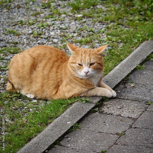 Rot getigerte Katze liegt auf den Rand einer Steinterrasse und döst