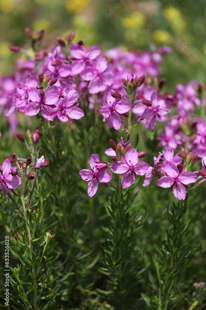 Fototapeta premium flore alpine, épilobes