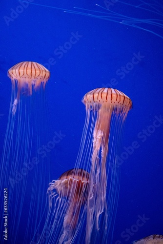 jellyfish © mark
