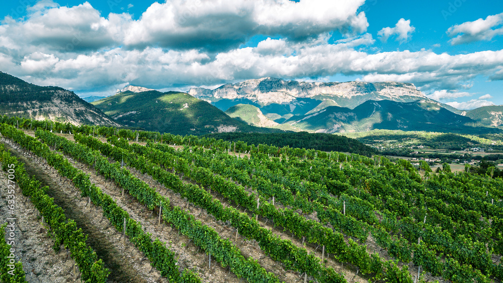 Naklejka premium Tidy rows of grapes ripening in the glow of the setting sun with the mountains of the Vercors mountain range in the background in southern France.