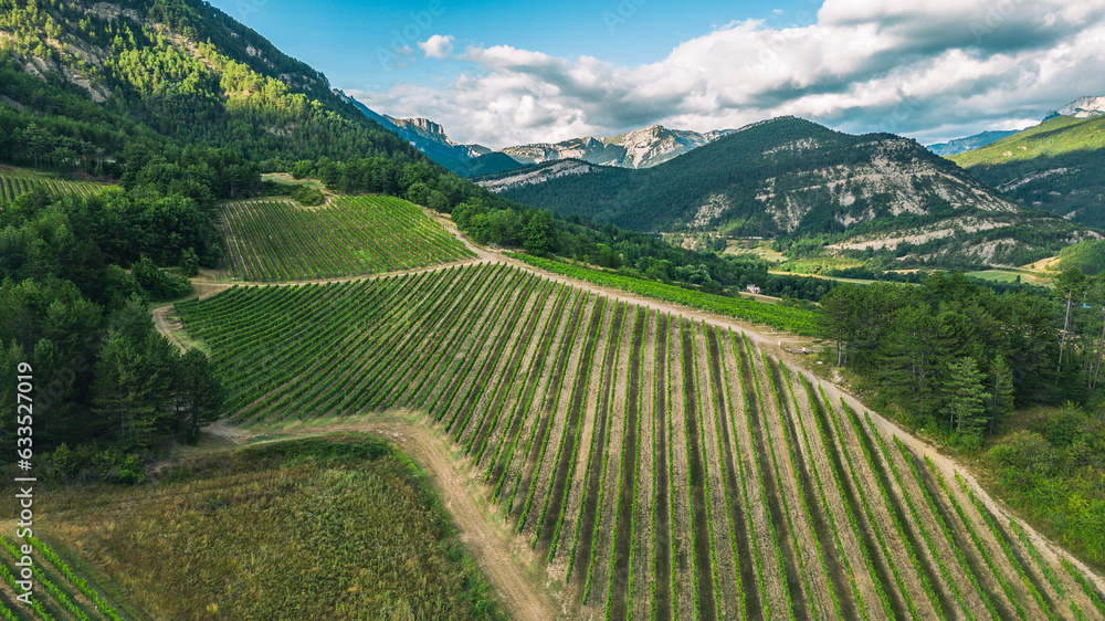 Tidy rows of grapes ripening in the glow of the setting sun with the mountains of the Vercors mountain range in the background in southern France.