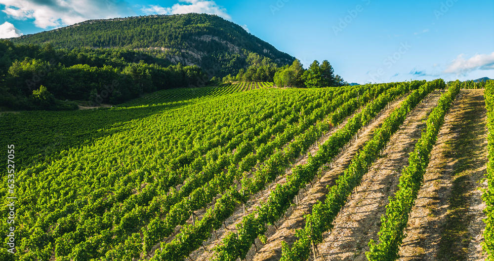 Tidy rows of grapes ripening in the glow of the setting sun and mountainous terrain in southern France.