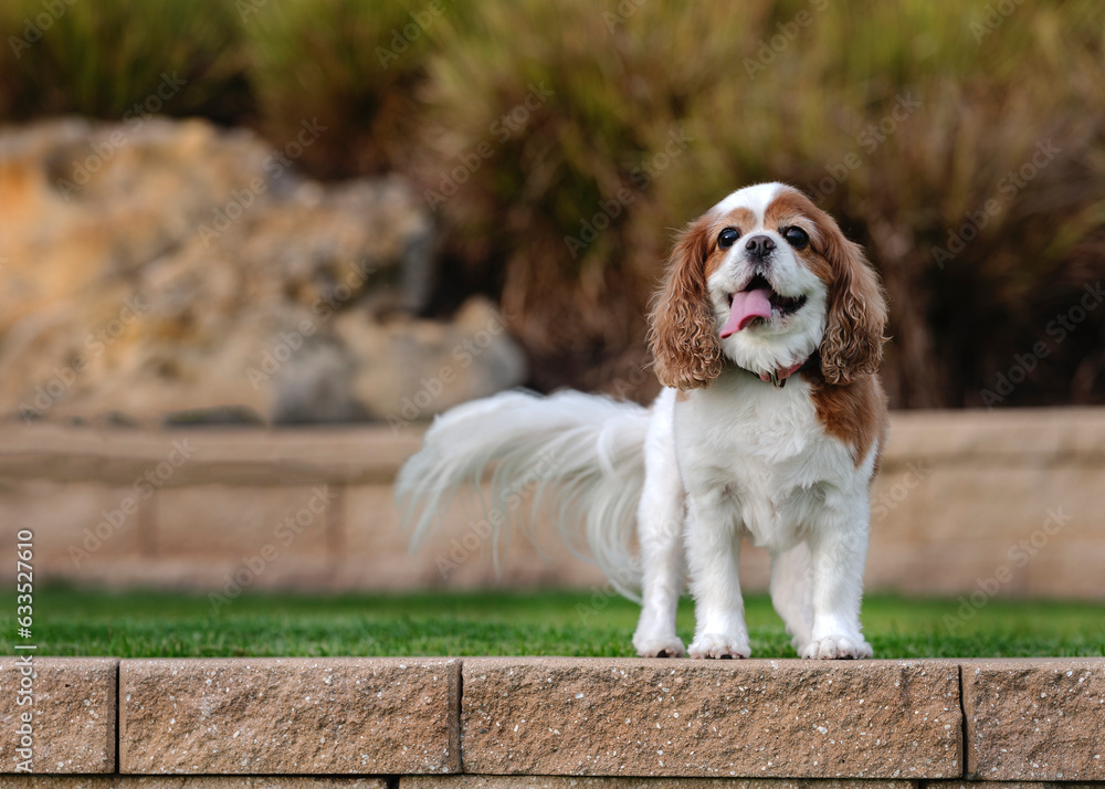 One Cavalier King Charles dog sticking out the tongue posing on the green grass and looking at the camera with trees and plants in the background at the park in the afternoon during a warm day