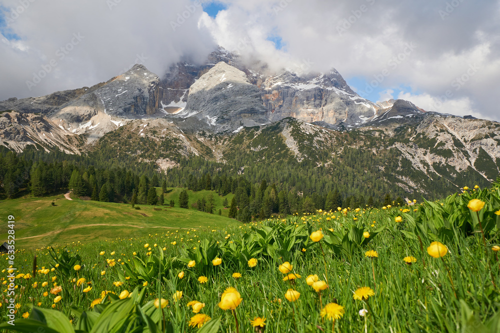 Plätzwiese mit Trollblumen und Blick auf die Hohe Gaisl, Prags, Südtirol, Italien
