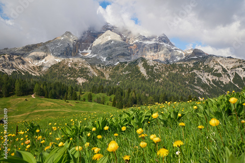 Obraz na plátně Plätzwiese mit Trollblumen und Blick auf die Hohe Gaisl, Prags, Südtirol, Italie