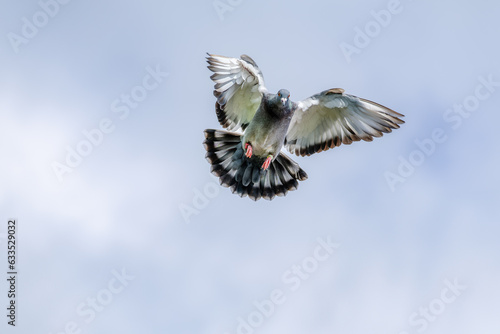 A racing pigeon comes home and spreads its wings for landing against a blue cloudy sky as background