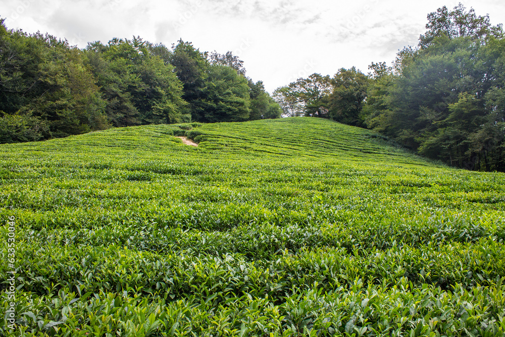 A beautiful landscape - a tea plantation with rows of green bushes with lush foliage on a hill and a space to copy against the background of trees in matsesta Sochi russia A beautiful landscape - a tea plantation with rows of green bushes with lush foliage on a hill and a space to copy against the background of trees in matsesta Sochi russia