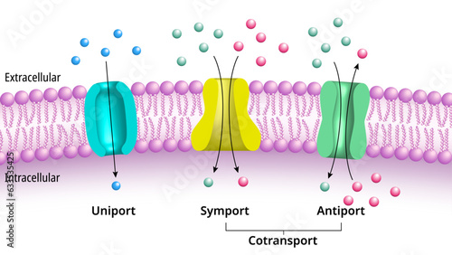 Membrane Transport - Uniport, Symport, Antiport, Cotransport - Molecules Across Cell Membrane - Medical Vector Illustration