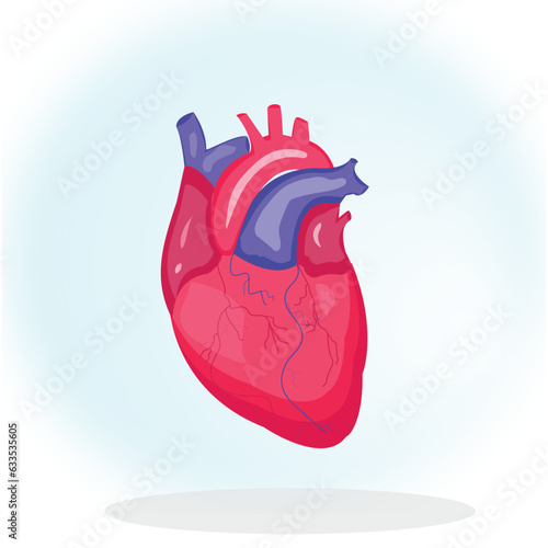 human heart anatomy model body organ illustration medical healthcare education kids