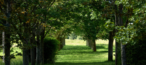 Alley of green trees with green grass leading to a field in the background © Sylvain