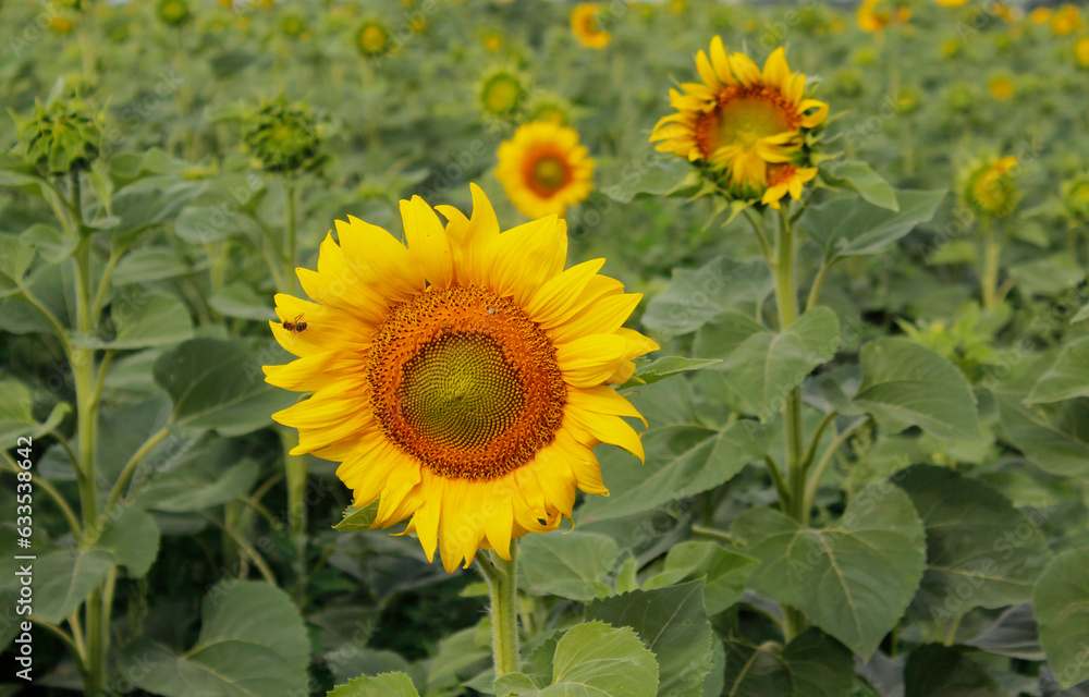 sunflowers in the field sunflowers in the field