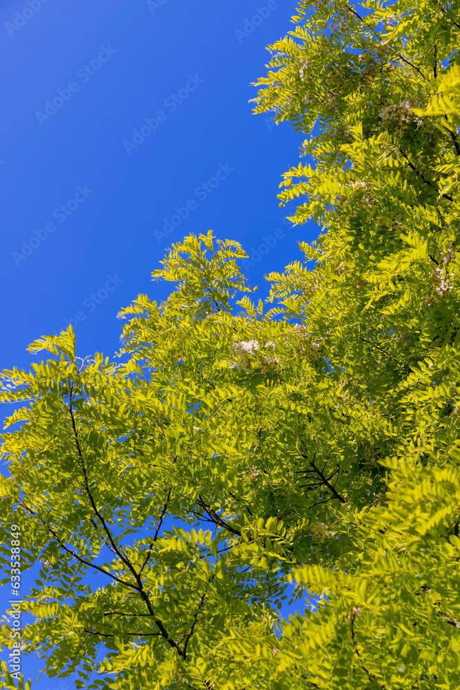 the acacia tree is white with green foliage during flowering in spring the acacia tree is white with green foliage during flowering in spring