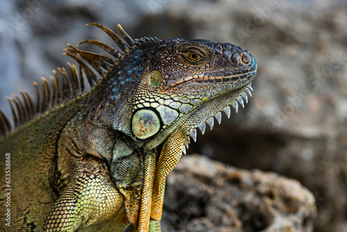 Iguana dragon. Iguana lizard on a stone. Green lizards iguana. Big iguana on an nature.