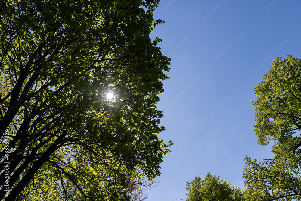 deciduous trees in the spring season in sunny weather deciduous trees in the spring season in sunny weather