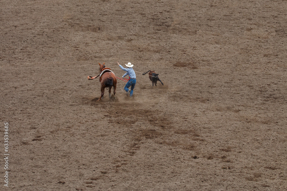 A cowboy is racing to calf he lassoed in a Tie-down Roping competition ...