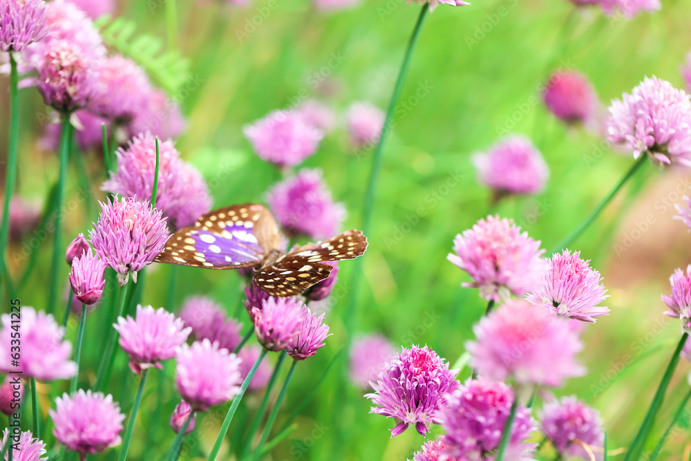 Butterfly in purple onion flowers in the summer garden.insects and flowers wallpaper. Beautiful summer background with flowers and a butterfly. Beautiful nature photo wallpaper.Summer mood. Butterfly in purple onion flowers in the summer garden.insects and flowers wallpaper. Beautiful summer background with flowers and a butterfly. Beautiful nature photo wallpaper.Summer mood.