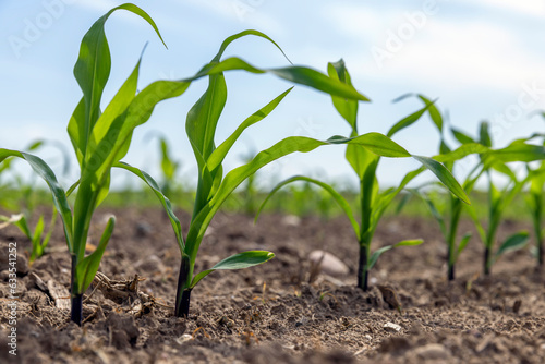 green corn sprouts in the spring season, an agricultural field