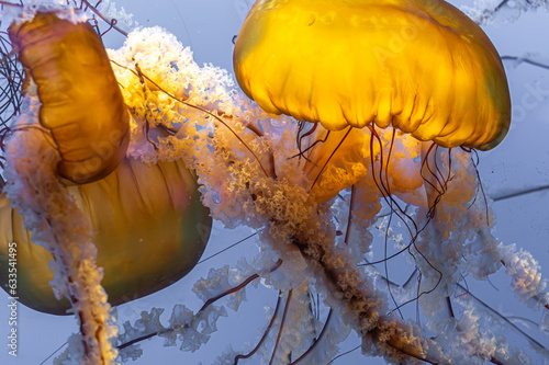 Obraz na plátně Pacific Sea Nettle (Chrysaora fuscescens)