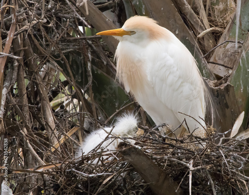 Cattle Egret in her nest