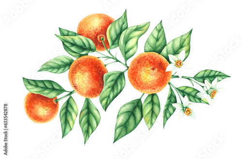 Tangerine branches with flowers and leaves isolated on white background