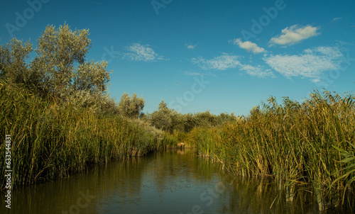 reeds on the lake