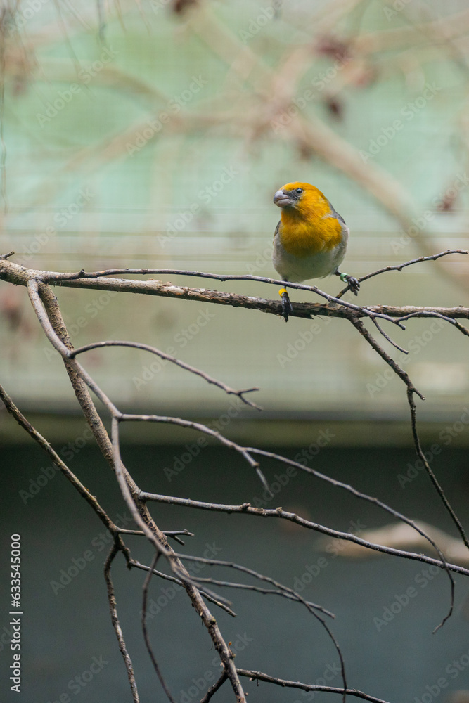 Endemic Endangered Native Hawaiian Palila Bird Loxioides bailleui Endemic Endangered Native Hawaiian Palila Bird Loxioides bailleui
