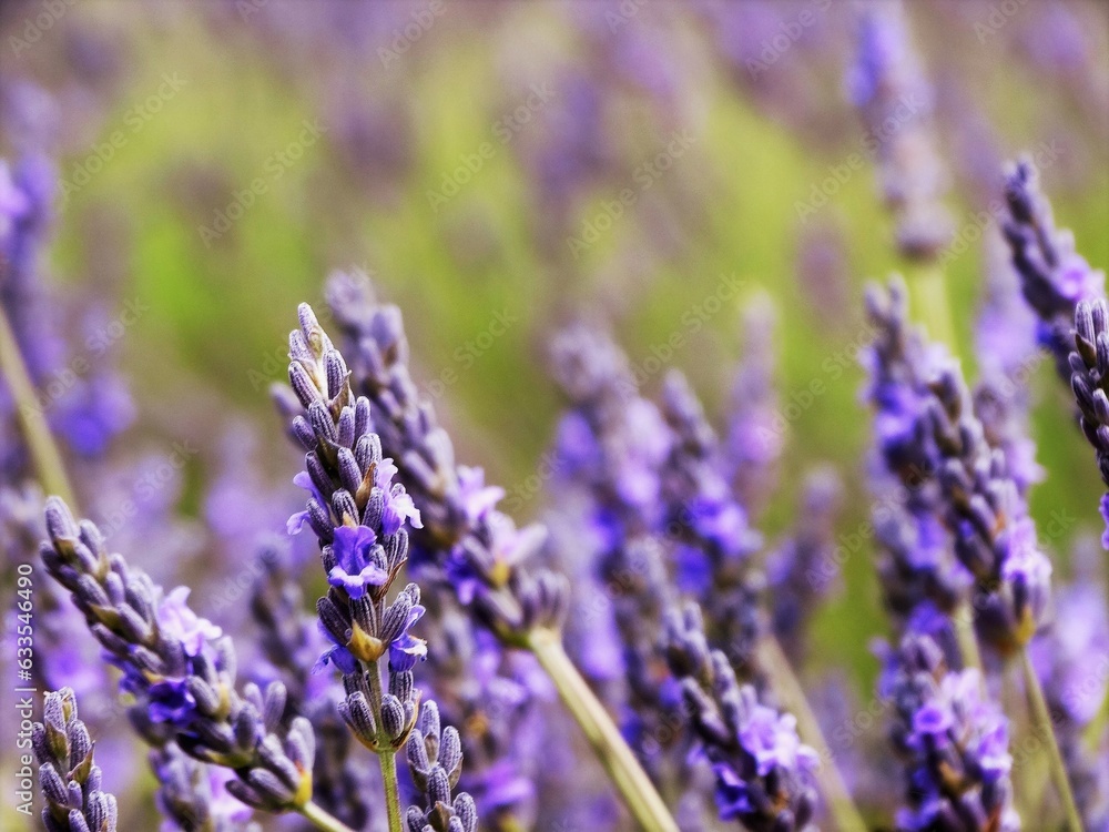 Obraz premium Macro de flores de lavanda