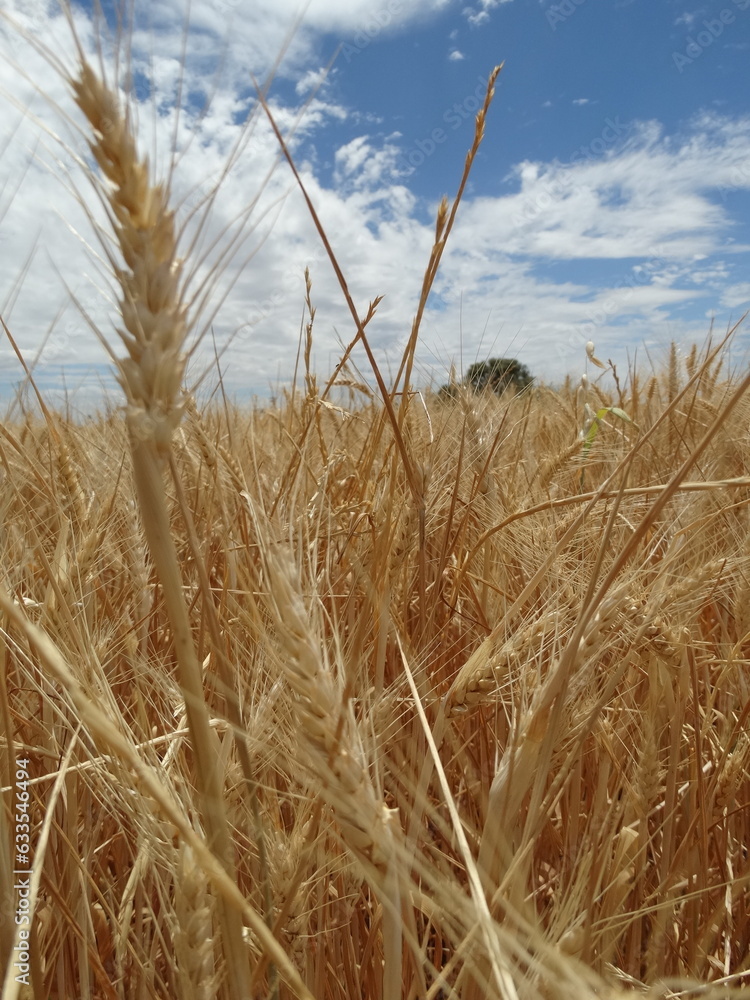 Obraz premium Campo de trigo con el cielo azul de fondo 