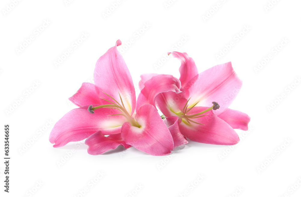 Obraz premium Beautiful pink lily flowers isolated on white