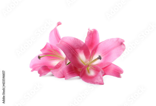 Beautiful pink lily flowers isolated on white