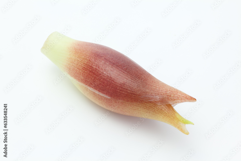 Fototapeta premium 日本の食材、茗荷